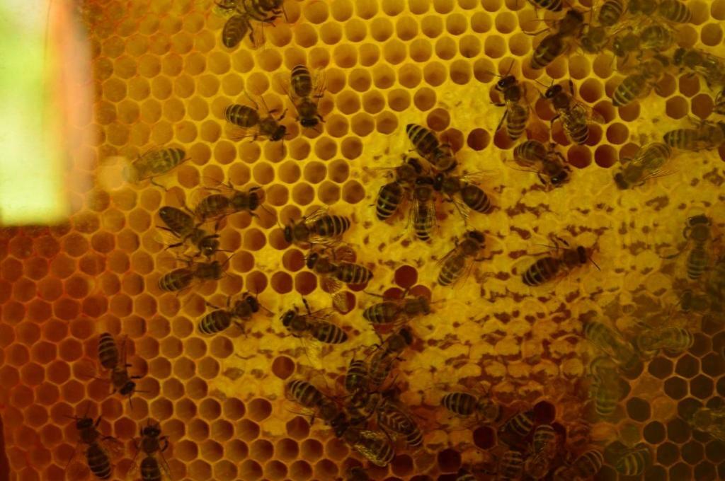 Sleeping With The Bees Kozjak كوباريد المظهر الخارجي الصورة