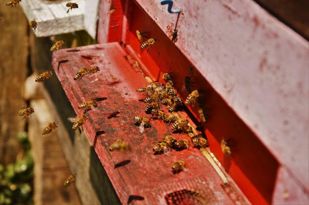 Sleeping With The Bees Kozjak كوباريد المظهر الخارجي الصورة