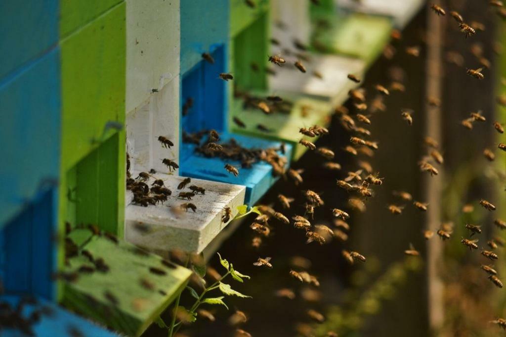 Sleeping With The Bees Kozjak كوباريد المظهر الخارجي الصورة